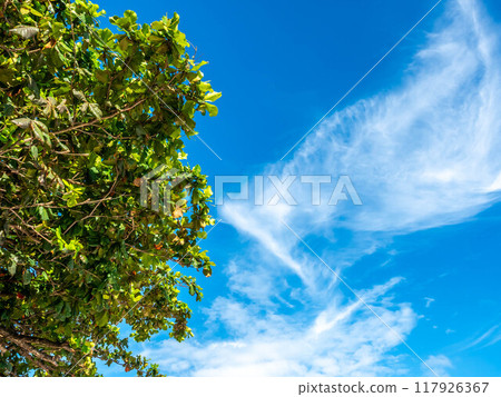 Upward view to cloudy blue sky with green leaves tree in outdoor under sunlight Upward view to cloudy blue sky with green leaves tree in outdoor under sunlight 117926367