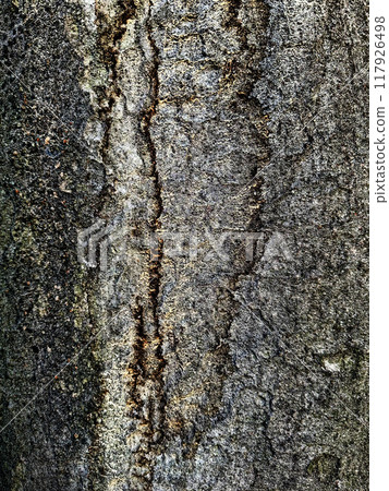 樹面、行道樹的特寫 117926498