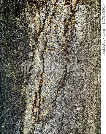Close-up of tree surface, street tree Close-up of tree surface, street tree 117926500