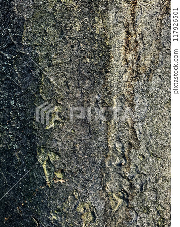 Close-up of tree surface, street tree Close-up of tree surface, street tree 117926501
