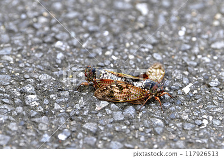 Yokohama cityscape in Japan: End of summer...Unfortunately, some cicadas have fallen onto the road... = August 8th Yokohama cityscape in Japan: End of summer...Unfortunately, some cicadas have fallen onto the road... = August 8th 117926513