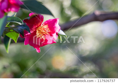 紅山茶花 紅山茶花 117926737