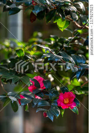 茶梅和竹林 茶梅和竹林 117927025