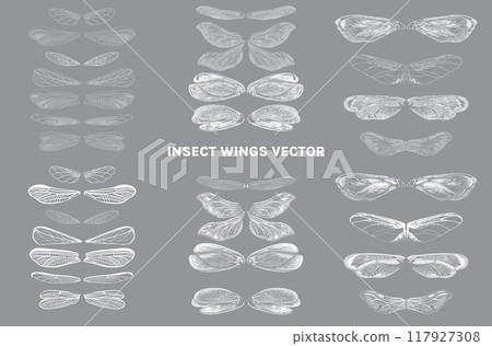 wings set illustration, beetle, insect isolated on white. wing vector. Realistic Dragonfly Wings  wings set illustration, beetle, insect isolated on white. wing vector. Realistic Dragonfly Wings  117927308