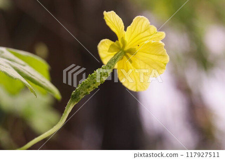 苦瓜雌花的背面 苦瓜雌花的背面 117927511