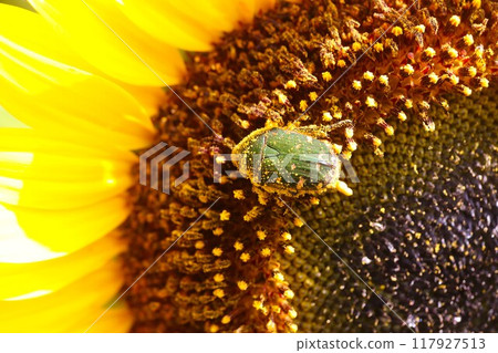 被向日葵花粉覆蓋的聖甲蟲 117927513