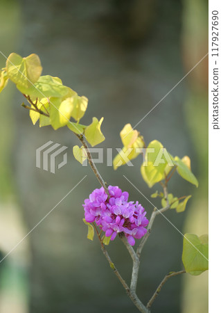 Hanazu Ow Hanazu Ow 117927690