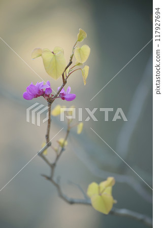 Hanazu Ow Hanazu Ow 117927694