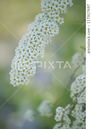 Yukiyanagi 117927697