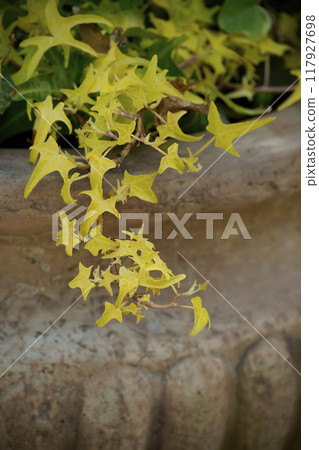 Hedera Light Finger Hedera Light Finger 117927698