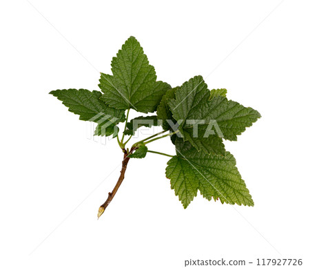 green leaves of black or red currant isolated on white, top view 117927726