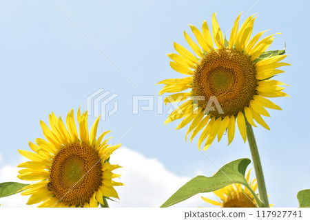 Large sunflowers shining in the summer sky Large sunflowers shining in the summer sky 117927741