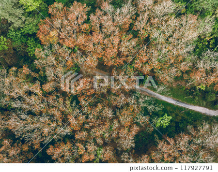 Aerial view of beautiful forest landscape in spring tropical forest Aerial view of beautiful forest landscape in spring tropical forest 117927791
