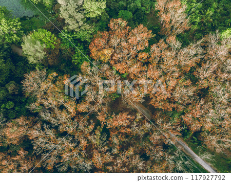 Aerial view of beautiful forest landscape in spring tropical forest 117927792