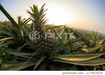 Pineapple growing on sunset mountain top 117927814
