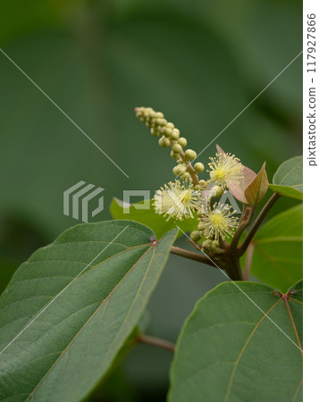 Male flower of red wrinkle 117927866