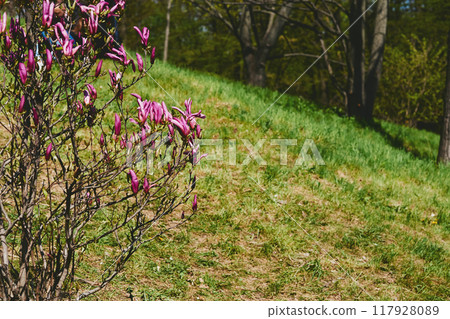 Cute purplish pink magnolia flowers in spring forest park garden 117928089