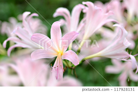 Pink summer daffodils 117928131