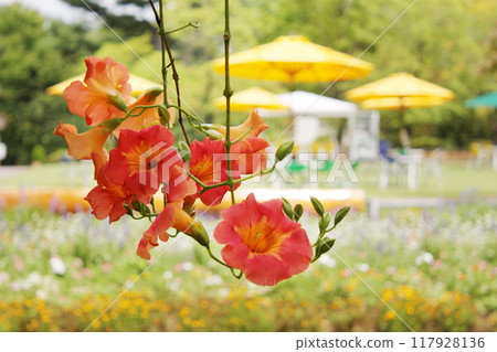 Trumpet creeper swaying in the summer breeze Trumpet creeper swaying in the summer breeze 117928136