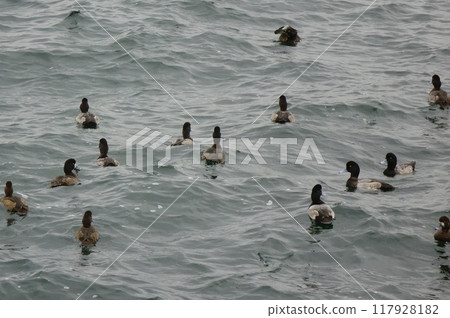Seabirds drifting on the waves of a stormy bay Seabirds drifting on the waves of a stormy bay 117928182
