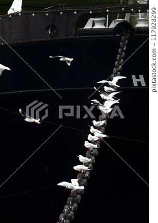 A flock of seagulls resting on the anchor of a moored ship 117928299