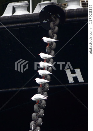 A flock of seagulls resting on the anchor of a moored ship 117928335