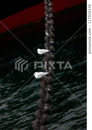 A flock of seagulls resting on the anchor of a moored ship 117928336