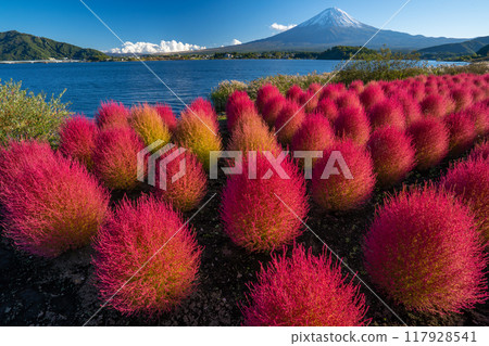 富士山與地膚河口湖秋天 117928541