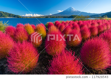 富士山和地膚，河口湖，秋天的紅地膚 117928543