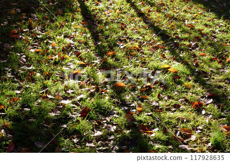 Yellow berries among the fallen leaves in autumn Yellow berries among the fallen leaves in autumn 117928635