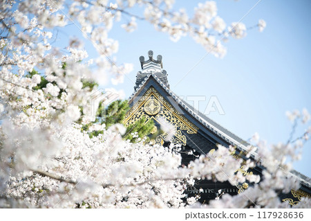 東本願寺將於 2023 年春季綻放 東本願寺將於 2023 年春季綻放 117928636