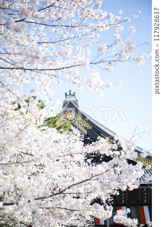 東本願寺將於 2023 年春季綻放 117928637