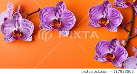 Beautiful purple and orange orchids bloom against a vibrant colorful background orange and purple 117928808