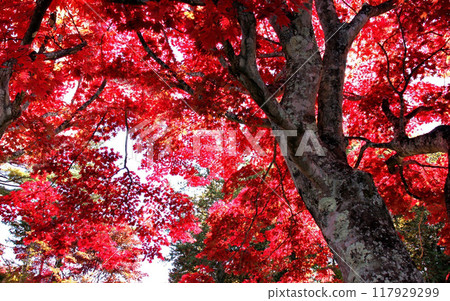 深紅色楓木 117929299
