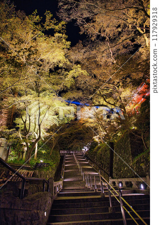 Special night viewing of Kiyomizu-dera Temple during cherry blossom season in 2023 117929318