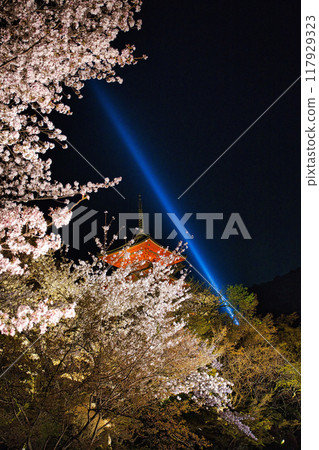 Special night viewing of Kiyomizu-dera Temple during cherry blossom season in 2023 117929323