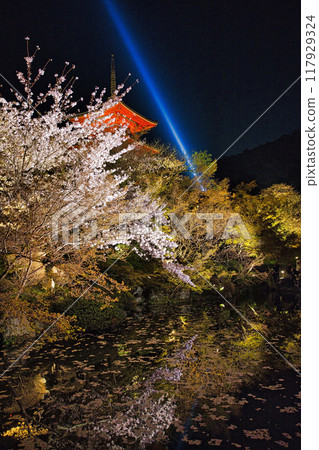 Special night viewing of Kiyomizu-dera Temple during cherry blossom season in 2023 117929324