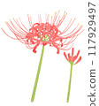 Cluster amaryllis illustration 117929497