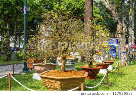 Apricot Blossom (Ochna) On Exhibition At Ho Chi Minh City's Spring Flower Festival, Vietnam. Apricot Blossom (Ochna) On Exhibition At Ho Chi Minh City's Spring Flower Festival, Vietnam. 117929552