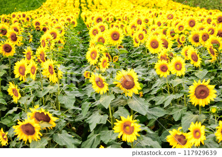 Sunflower field of one side Sunflower field of one side 117929639