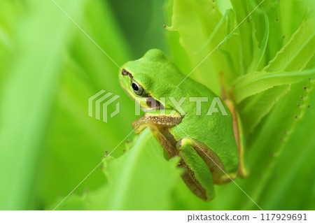 Tree frog leaning forward 117929691