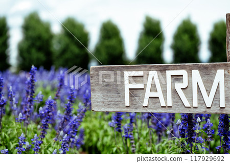 薰衣草和農場標誌 薰衣草和農場標誌 117929692