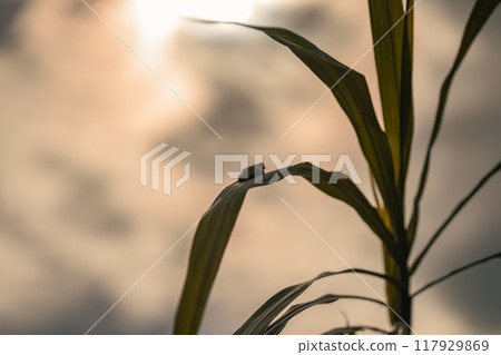 Autumn evening, silhouette of a tree frog sitting on silver grass Autumn evening, silhouette of a tree frog sitting on silver grass 117929869