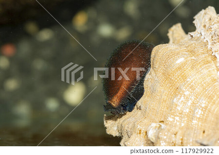Cypraea cypraea Hoshikinuta snail 117929922