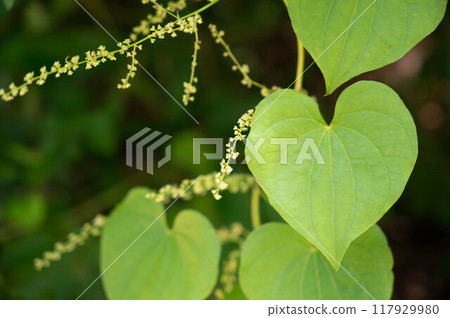 Onidokoro 葉子和小白花 Onidokoro 葉子和小白花 117929980