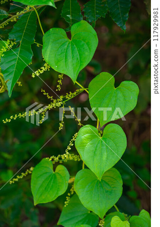 Onidokoro leaves and small white flowers 117929981