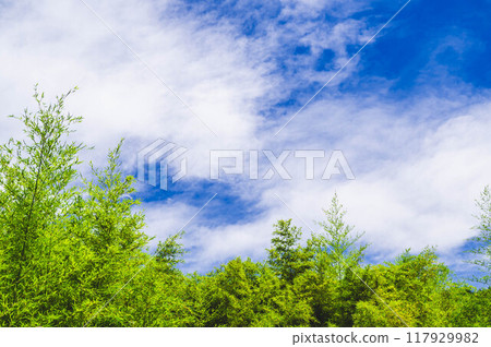 Blue sky and bamboo grove 117929982