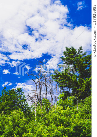 藍天和枯萎的松樹 117929985