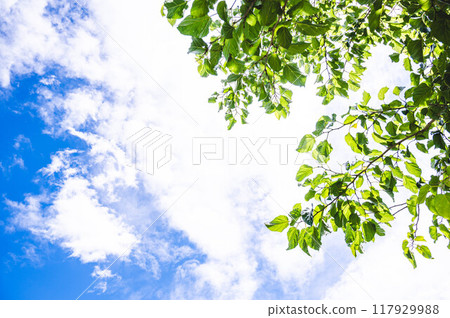 Summer mulberry leaves and summer sky 117929988