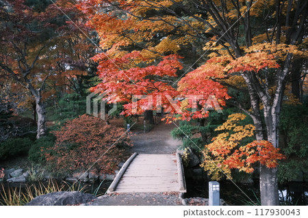 秋天的公園和秋葉風景 117930043
